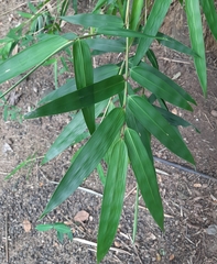 Dendrocalamus giganteus
