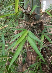 Dendrocalamus giganteus