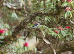 Ficedula superciliaris