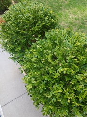 Buxus microphylla
