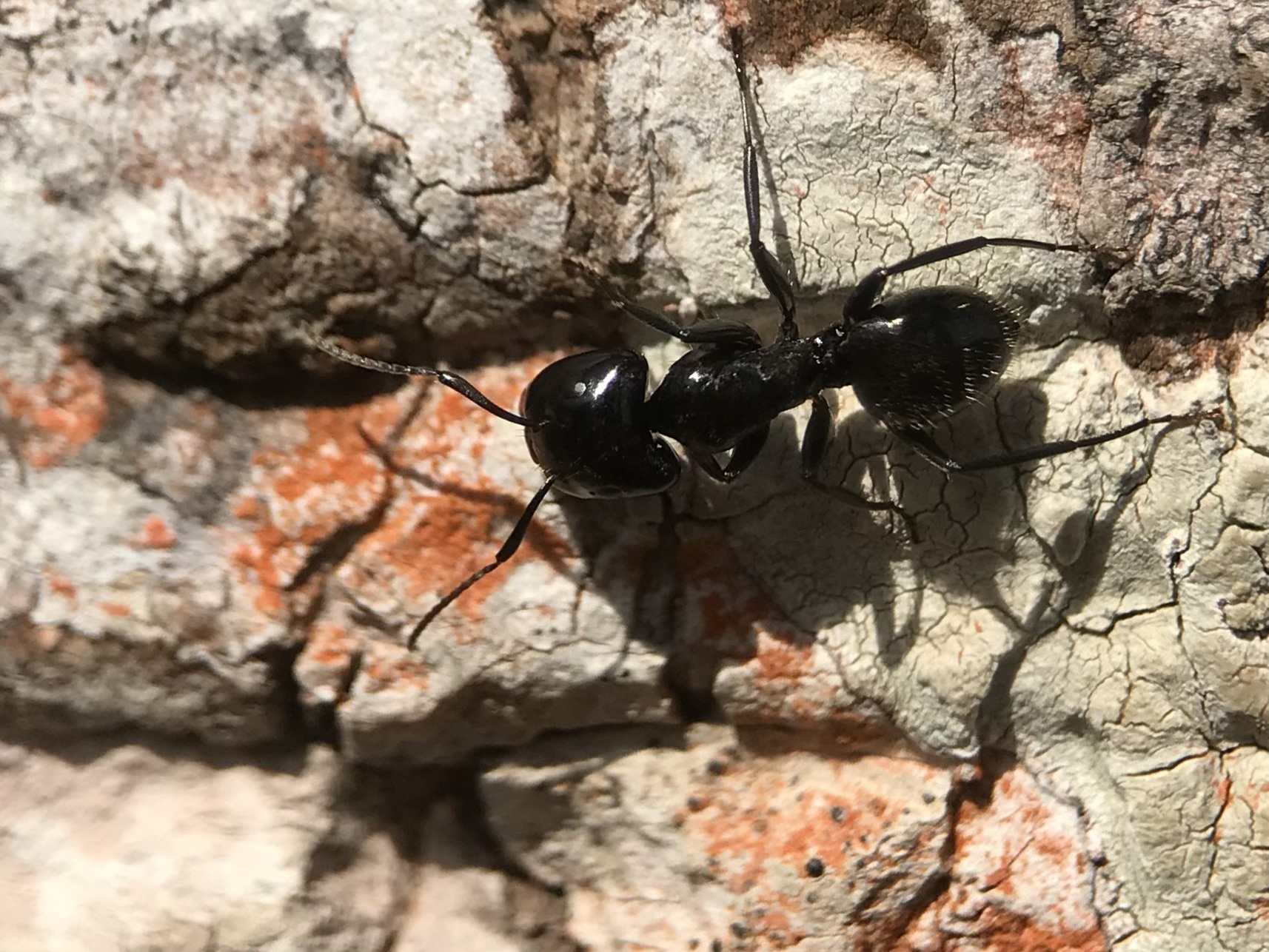 Myrmopelta