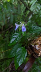 Rungia taiwanensis