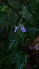 Rungia taiwanensis