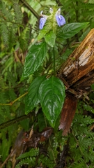 Rungia taiwanensis