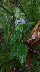 Rungia taiwanensis