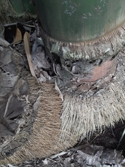 Dendrocalamus giganteus