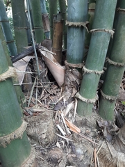 Dendrocalamus giganteus