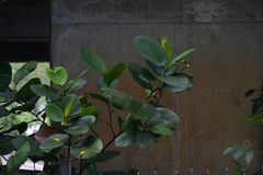 Dillenia suffruticosa
