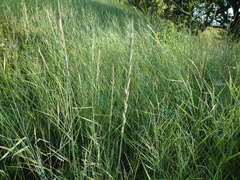 Thinopyrum intermedium