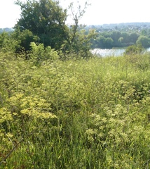 Peucedanum alsaticum