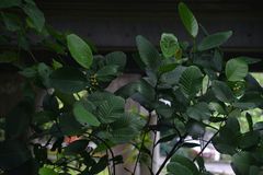 Dillenia suffruticosa