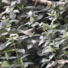 Cynarospermum asperrimum