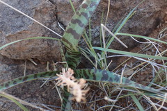 Ledebouria apertiflora