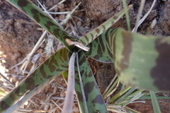 Ledebouria apertiflora