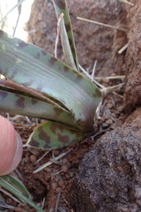 Ledebouria apertiflora