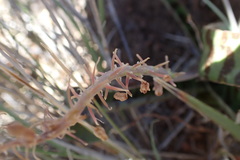 Ledebouria apertiflora