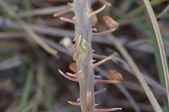 Ledebouria apertiflora