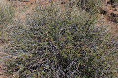 Hermannia linearifolia