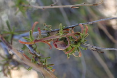 Hermannia linearifolia