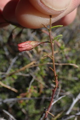 Hermannia linearifolia