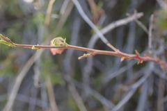 Hermannia linearifolia