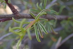 Hermannia linearifolia