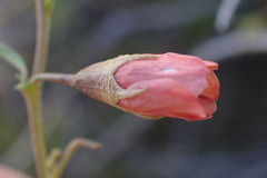 Hermannia linearifolia