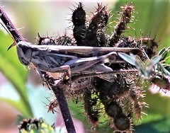 Aiolopus thalassinus