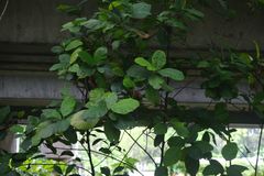 Dillenia suffruticosa