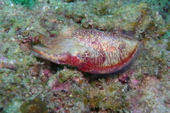 Sepia bandensis