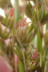 Juncus rigidus