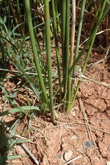 Afroscirpoides dioeca