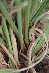 Afroscirpoides dioeca