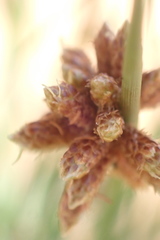 Afroscirpoides dioeca