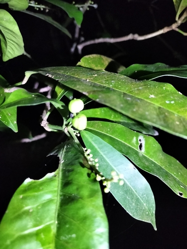 Codiaeum variegatum