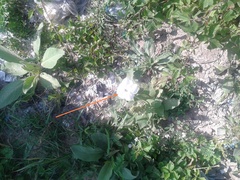 Petunia × atkinsiana