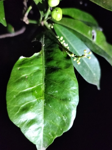 Codiaeum variegatum