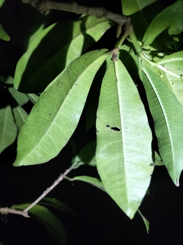Codiaeum variegatum