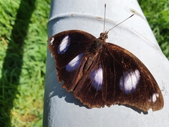 Hypolimnas bolina nerina