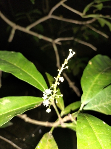 Codiaeum variegatum