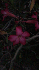 Adenium obesum