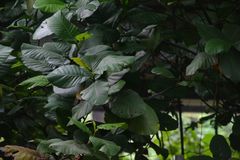 Dillenia suffruticosa