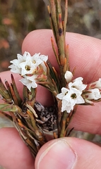 Dracophyllum oliveri