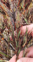 Dracophyllum oliveri