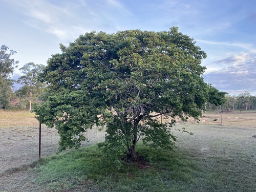 Lysiphyllum hookeri