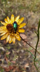 Xerochrysum viscosum