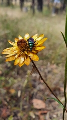 Xerochrysum viscosum