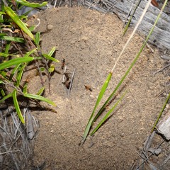 Camponotus nigriceps