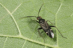 Cremnocephalus alpestris