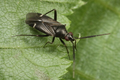 Cremnocephalus alpestris